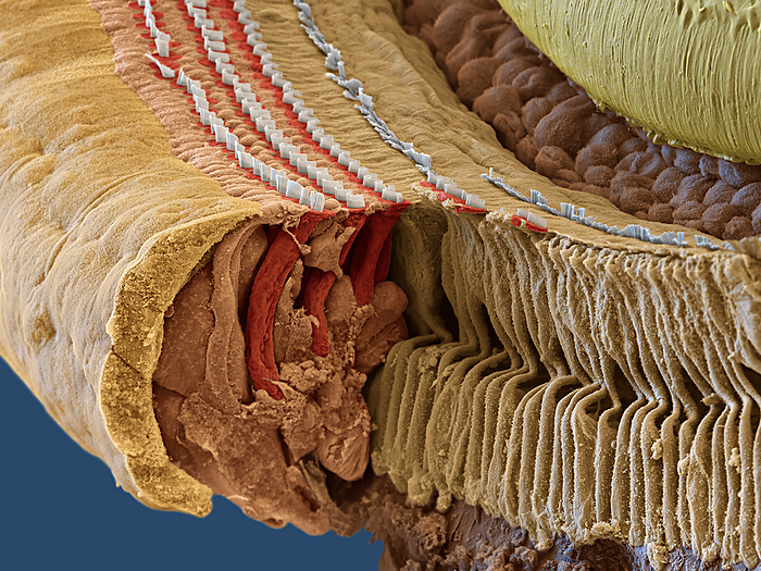 Organ of Corti, SEM Coloured scanning electron micrograph  SEM  of a section through the organ of Corti in the cochlear of the inner ear. The tectorial  upper  membrane  upper right corner  has been lifted. V shaped arrangements of outer hairs  stereocilia, white  lie on top of a single outer hair cell  red . The hairs are surrounded by endolymph fluid. As sound enters the ear, it causes waves to form in the endolymph, which in turn causes these hairs to move. Outer hair cells amplify the vibrations, which are then picked up by inner hair cells  rows of hairs at right  that transmit the signal to auditory nerve fibres. This amplification enhances the sensitivity and dynamic range of hearing. At far left are Hensen s cells, a type of support cell. Magnification: x900 when printed at 15cm wide.