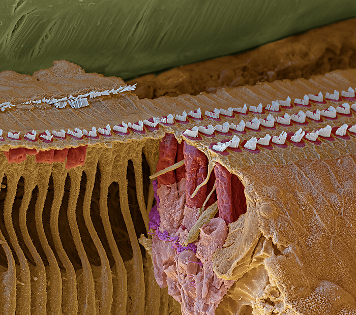 Organ of Corti, SEM Coloured scanning electron micrograph  SEM  of a section through the organ of Corti in the cochlear of the inner ear. The tectorial  upper  membrane  green  has been lifted. V shaped arrangements of outer hairs  stereocilia, white  lie on top of a single outer hair cell  red . The hairs are surrounded by endolymph fluid. As sound enters the ear, it causes waves to form in the endolymph, which in turn causes these hairs to move. Outer hair cells amplify the vibrations, which are then picked up by inner hair cells  rows of hairs at upper left  that transmit the signal to auditory nerve fibres. This amplification enhances the sensitivity and dynamic range of hearing. Magnification: x1,200 when printed at 15cm wide.