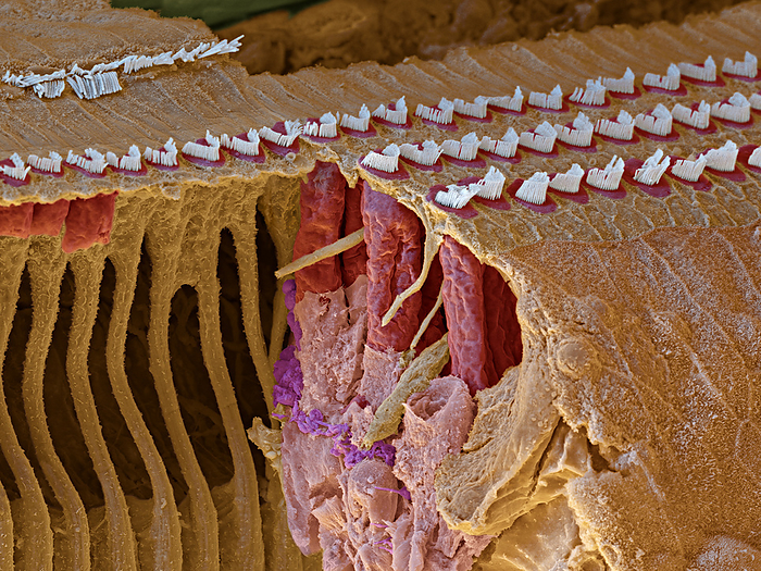 Organ of Corti, SEM Coloured scanning electron micrograph  SEM  of a section through the organ of Corti in the cochlear of the inner ear. V shaped arrangements of outer hairs  stereocilia, white  lie on top of a single outer hair cell  red . The hairs are surrounded by endolymph fluid. As sound enters the ear, it causes waves to form in the endolymph, which in turn causes these hairs to move. Outer hair cells amplify the vibrations, which are then picked up by inner hair cells  rows of hairs at upper left  that transmit the signal to auditory nerve fibres. This amplification enhances the sensitivity and dynamic range of hearing. Magnification: x1,500 when printed at 15cm wide.