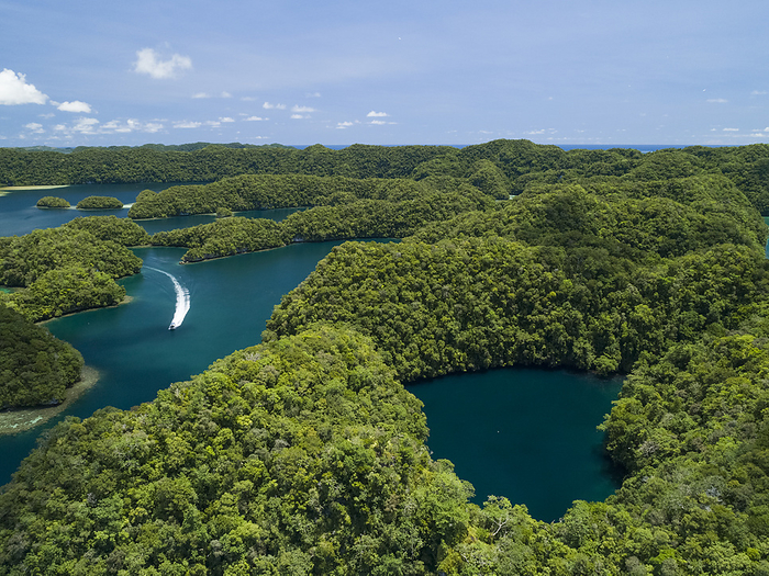 Aerial view of marine lake in Ngermid Bay, Palau Aerial view of marine lake in Ngermid Bay, Palau. There are over 50 marine lakes found scattered among the limestone islands of Palau. Many are connected to the surrounding sea water such as this one in Ngermid  or Nikko  Bay. Five such lakes contain huge numbers of golden jellyfish  Mastigias sp. .