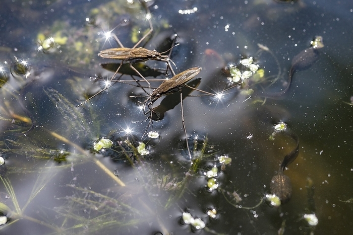 Pond skaters and common frog tadpoles Pond skaters  Gerris lacustris  and common frog  Rana temporaria  tadpoles. Photographed in London, UK.