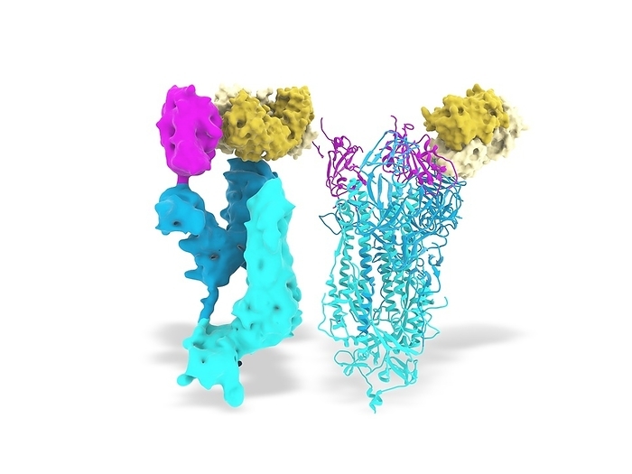 Nanobodies and Covid 19 virus spike proteins, illustration Molecular model of nanobodies  yellow  binding to the receptor binding domain  RBD, pink  of the SARS CoV 2 coronavirus spike  S  proteins  blue . S proteins are found in the viral membrane, they bind to receptors on host cell membranes and facilitate the virus s entry to the cell. These nanobodies, developed from llama antibodies, bind to the virus and neutralise it, preventing it from causing infection. SARS CoV 2 emerged in Wuhan, China, in December 2019. The virus causes the disease Covid 19, a respiratory illness that can lead to pneumonia and can be fatal in some cases.