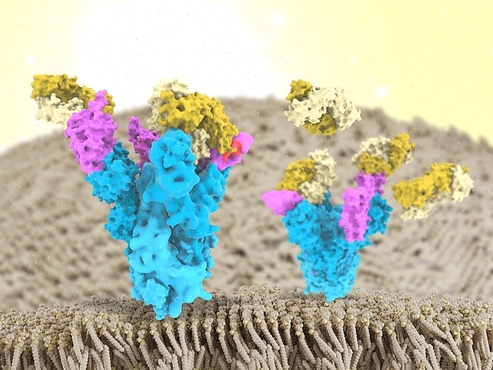Nanobodies and Covid 19 virus spike protein, illustration Molecular model of nanobodies  yellow  binding to the receptor binding domain  RBD, pink  of the SARS CoV 2 coronavirus spike  S  protein  blue . S proteins are found in the viral membrane, they bind to receptors on host cell membranes and facilitate the virus s entry to the cell. These nanobodies, developed from llama antibodies, bind to the virus and neutralise it, preventing it from causing infection. SARS CoV 2 emerged in Wuhan, China, in December 2019. The virus causes the disease Covid 19, a respiratory illness that can lead to pneumonia and can be fatal in some cases.
