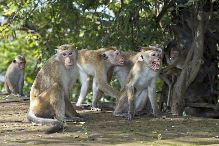 Toque macaques Toque macaques. Group of toque macaque  Macaca sinica  on the ground showing threat display. This Old World monkey is endemic to Sri Lanka. Photographed in Polonnaruwa, Sri Lanka.