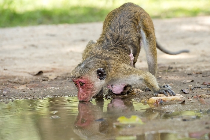 Toque macaques Toque macaque drinking. Young toque macaque  Macaca sinica  drinking from a puddle. This Old World monkey is endemic to Sri Lanka. Photographed in Yala National Park, Sri Lanka.