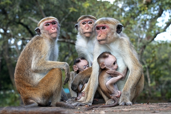 Toque macaque family Toque macaque family. Toque macaques  Macaca sinica  are endemic to Sri Lanka. Photographed in Polonnaruwa, Sri Lanka