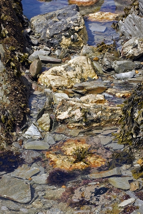 Coastal rock pools Coastal rock pools. Pools of seawater in rocks at low tide in Rockham Bay, North Devon, UK. The rocks in this area are slates or shales, with intrusions of quartz. The rock pools are encrusted with algae  seaweed , limpets and mussels. Some of the rocks have intrusions of quartz, resulting in split fragments of shale, slate and boulders of quartz.