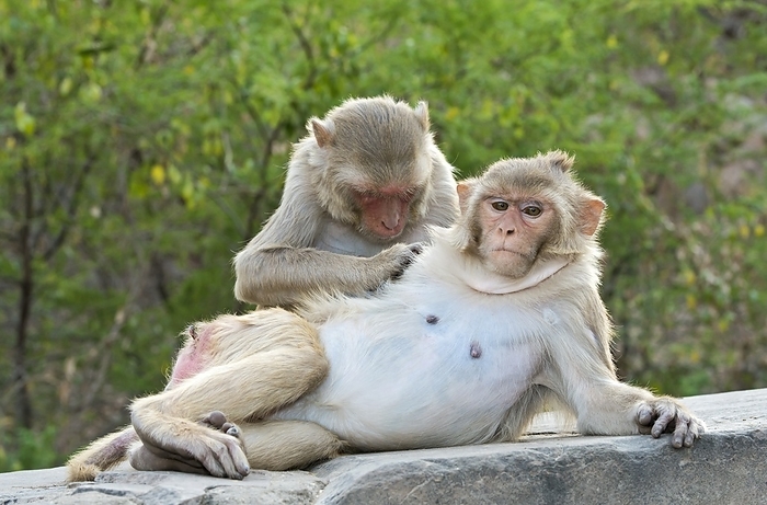 Rhesus monkeys grooming Rhesus monkeys  Macaca mulatta , with one grooming the other. Social grooming in monkeys involves removing dead skin, debris and insects from the skin and fur. This monkey is also called the rhesus macaque. It is found throughout Afghanistan, northern India and southern China. It is gregarious, occurring in large groups ranging from 20 to 180 individuals. It feeds on leaves, pine needles, roots and occasionally insects. Photographed at the Galwar Bagh   monkey temple   at the Ramgopalji complex, part of the Hindu pilgrimage site at Galtaji, near Jaipur, India.