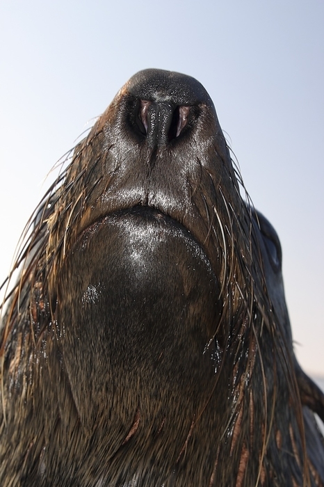 Cape fur seal Cape fur seal. Close up of the wet snout of a cape fur seal  Arctocephalus pusillus . The cape fur sea, or brown fur seal inhabits coastal regions around southern and south western Africa, where it forms large colonies. Photographed in Walvis Bay, Namibia.