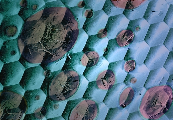 Electron microscopy water artefact, SEM Electron microscopy water artefact, coloured scanning electron micrograph  SEM . This is the surface of a compound eye from a bee. A compound eye consists of many rounded lenses known as ommatidia  hexagonal . The circular patterns  grey  are the result of not drying the sample correctly, resulting in evaporation of water from the surface of the ommatidia. Electron microscopy samples have to be dehydrated and then dried using critical point drying techniques to avoid this phenomenon. Magnification: x700 when printed at 10 centimetres across.