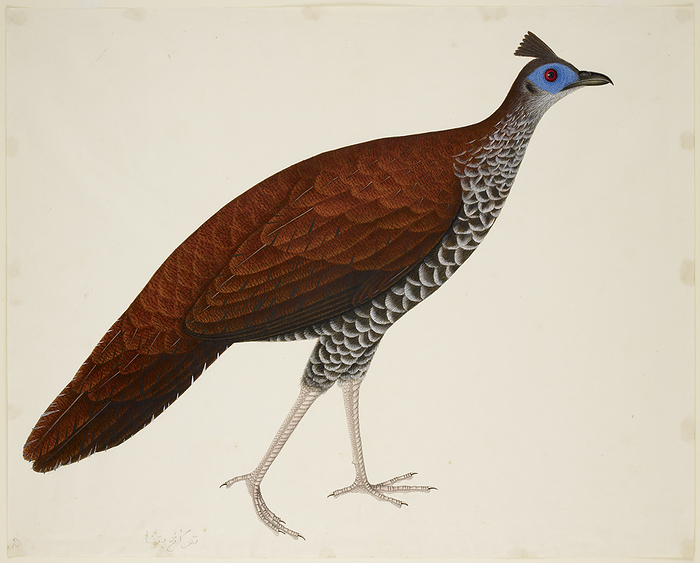 Crested Fireback Pheasant Female Crested Fireback Pheasant   Lophura Ignita  . From an album of 51 drawings of birds and mammals made at Bencoolen, Sumatra, for Sir Stamford Raffles. Watercolour. Originally published in c.1824. Illustrated by J Briois.