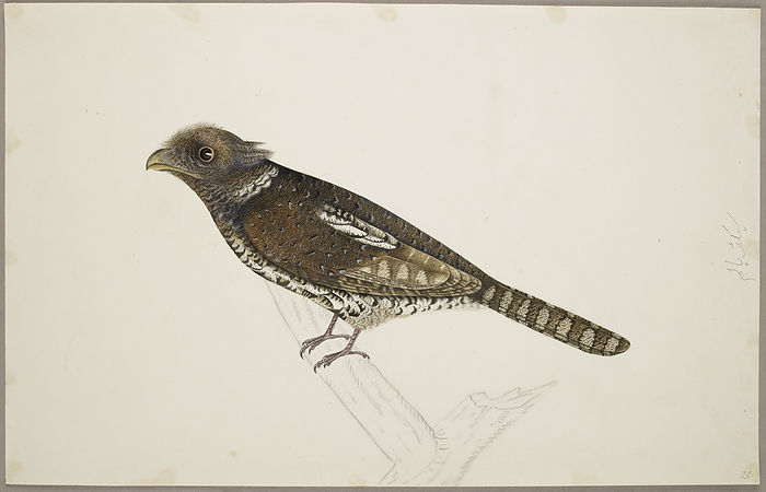 Blyth s Frogmouth Probably Blyth s Frogmouth   Batrachostomus Affinis   but possibly some other Frogmouth of the genus  Batrachostomus . From an album of 51 drawings of birds and mammals made at Bencoolen, Sumatra, for Sir Stamford Raffles. Watercolour. Originally published in c.1824. Illustrated by J Briois.