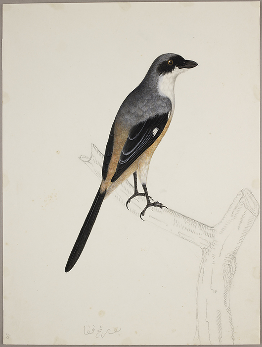 Grey Backed Shrike Grey Backed Shrike   Lanius Tephronotus  . From an album of 51 drawings of birds and mammals made at Bencoolen, Sumatra, for Sir Stamford Raffles. Watercolour. Originally published in c.1824. Illustrated by J Briois.