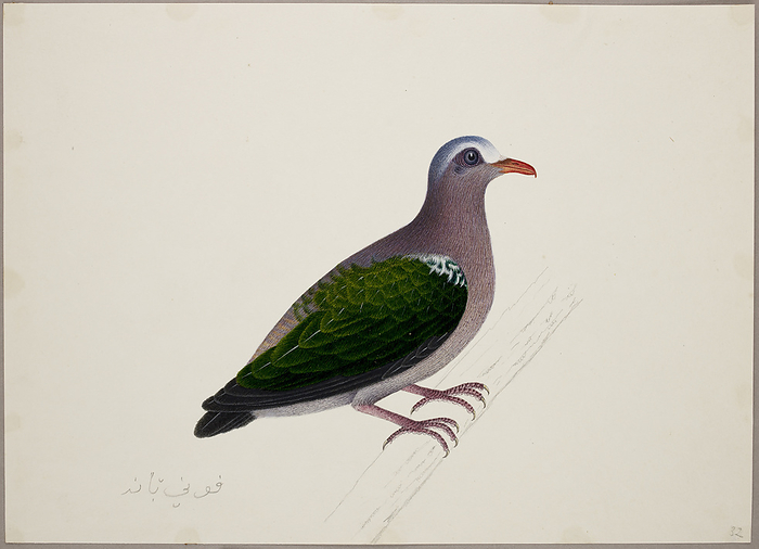 Emerald Dove A male Emerald Dove   Chalcophaps Indica  . From an album of 51 drawings of birds and mammals made at Bencoolen, Sumatra, for Sir Stamford Raffles. Watercolour. Originally published in c.1824. Illustrated by J Briois.