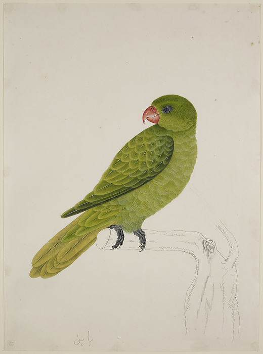 Blue Backed Parrot Blue Backed Parrot   Tanygnathus Sumatranus  . From an album of 51 drawings of birds and mammals made at Bencoolen, Sumatra, for Sir Stamford Raffles. Watercolour. Originally published in c.1824. Illustrated by J Briois.