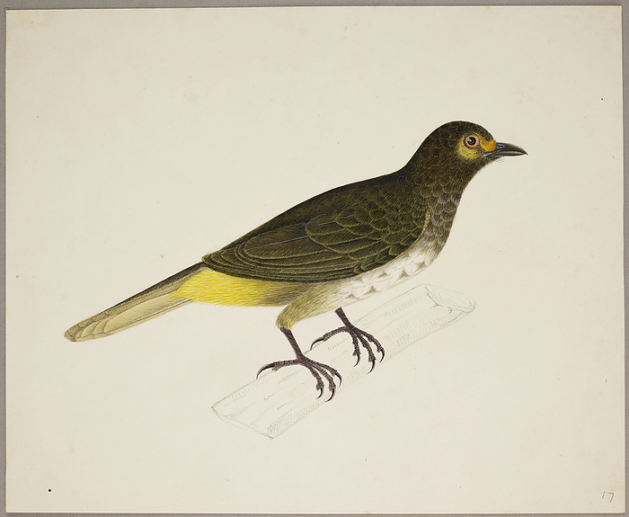 Orange Lored Bulbul Orange Lored Bulbul   Pycnonotus Bimaculatus  . From an album of 51 drawings of birds and mammals made at Bencoolen, Sumatra, for Sir Stamford Raffles. Watercolour. Originally published in c.1824. Illustrated by J Briois.