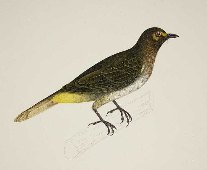 Orange Lored Bulbul Orange Lored Bulbul   Pycnonotus Bimaculatus  . From an album of 50 drawings of birds and mammals made at Bencoolen, Sumatra, for Sir Stamford Raffles. Watercolour. Originally published in c.1824. Illustrated by J Briois.