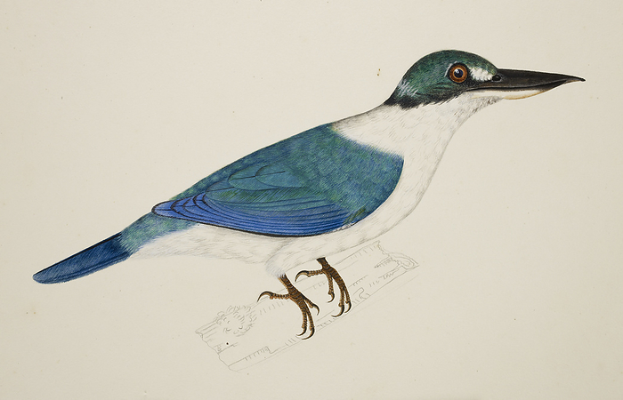 White Collared Kingfisher White Collared Kingfisher   Halcyon Chloris  . From an album of 51 drawings of birds and mammals made at Bencoolen, Sumatra, for Sir Stamford Raffles. Watercolour. Originally published in c.1824. Illustrated by J Briois.