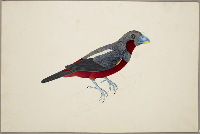 Black and Red Broadbill Black and Red Broadbill   Cymbirhynchus Macrorhynchus  . From an album of 51 drawings of birds and mammals made at Bencoolen, Sumatra, for Sir Stamford Raffles. Watercolour. Originally published in c.1824. Illustrated by J Briois.