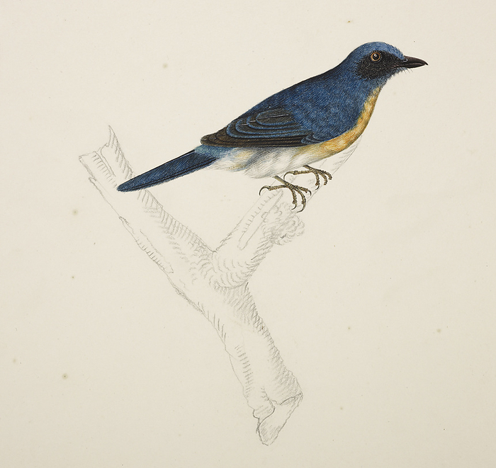 Malayan Common Blue Flycatcher Probably the Malayan Common Blue Flycatcher   Cyornis Rufigastra  , but possibly one of the several blue Flycatchers. From an album of 51 drawings of birds and mammals made at Bencoolen, Sumatra, for Sir Stamford Raffles. Watercolour. Originally published in c.1824. Illustrated by J Briois.