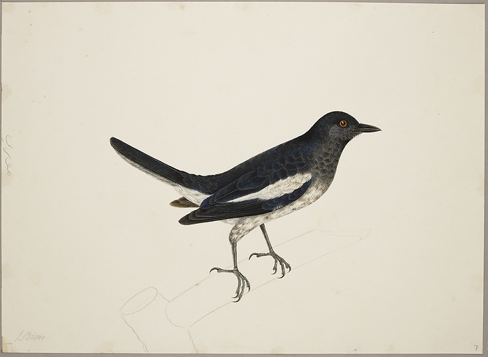 Magpie Robin Magpie Robin or Dhayal   Opsychus Saularis  . From an album of 51 drawings of birds and mammals made at Bencoolen, Sumatra, for Sir Stamford Raffles. Watercolour. Originally published in c.1824. Illustrated by J Briois.