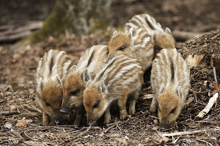 Wild boars piglets Wild boars piglets. The wild boar  Sus scrofa  is the wild ancestor of the domestic pig and is native across much of Northern and Central Europe, the Mediterranean Region and much of Asia.