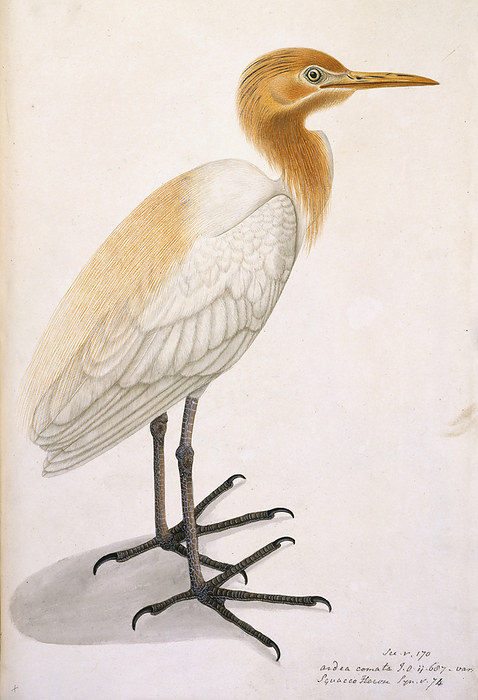 Sguacco Heron Sguacco Heron. Inscribed on drawing in ink. Watercolour. Originally published in 1798 1805.