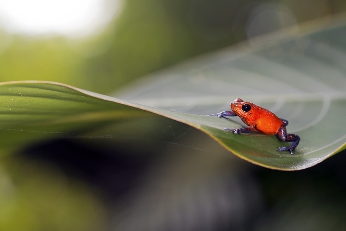 Strawberry poison frog Strawberry poison frog  Oophaga pumilio  on a leaf. The basic colour of this small toxic poison dart frog is red. This is the blue jeans colour morph, found throughout Costa Rica and Panama. There are up to thirty other colour morphs. This frog is found in leaf litter in lowland forests and plantations. It is around 2 centimetres in length, feeding on ants and beetles