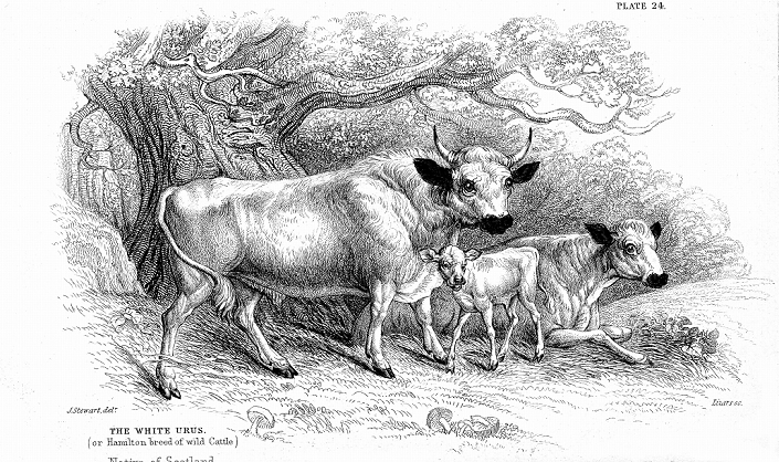 British Wild or Park cattle. Ancient breed surviving in a few small herds in Britain through having been enparked centuries ago. Those shown here are the Hamilton strain (Scottish). The Chillingham is another (English) strain. From William Jardine The Na