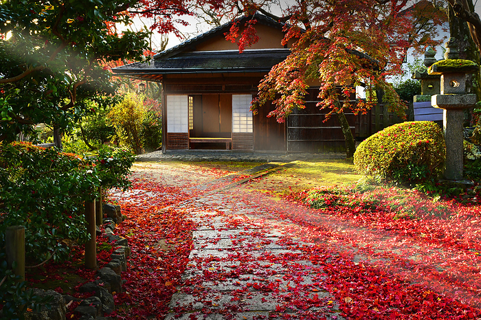 Shinkoin Autumn Leaves Late autumn drizzle at Shinkoin