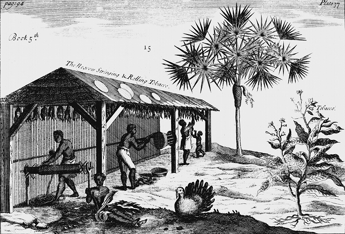 Scene on an American tobacco plantation. From A Pomet A Compleat History of Drugs London 1725. First edition French. Pomet physician to Louis XIV. Male, female and child slaves rolling dried tobacco into ropes On right is Tobacco plant (Nicotiana tabacum). Engraving