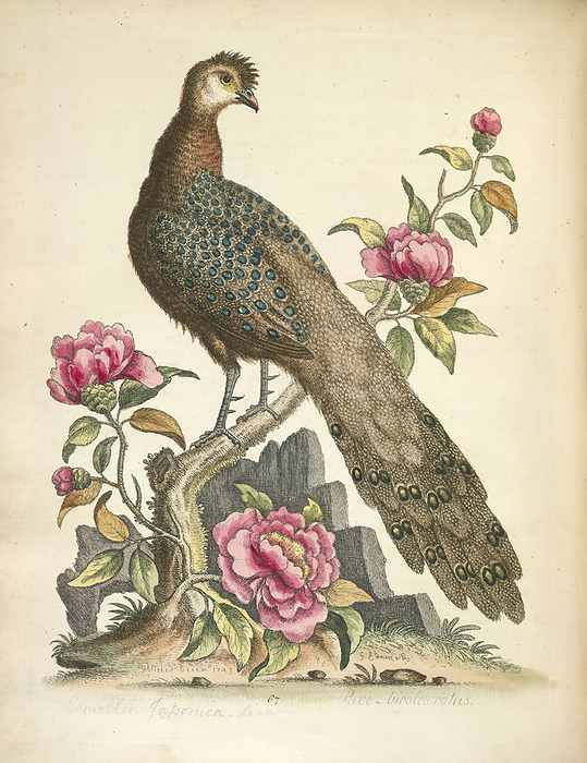 Peacock Pheasant The Peacock Pheasant from China. The flowers are China Rose. Image taken from A natural history of uncommon birds, and of some other rare and undescribed animals To which is added a general idea of drawing and painting in water colours  with instructions for etching on copper with Aqua Fortis: likewise some thoughts on the passage of birds, etc. Originally published in London, 1743 51.
