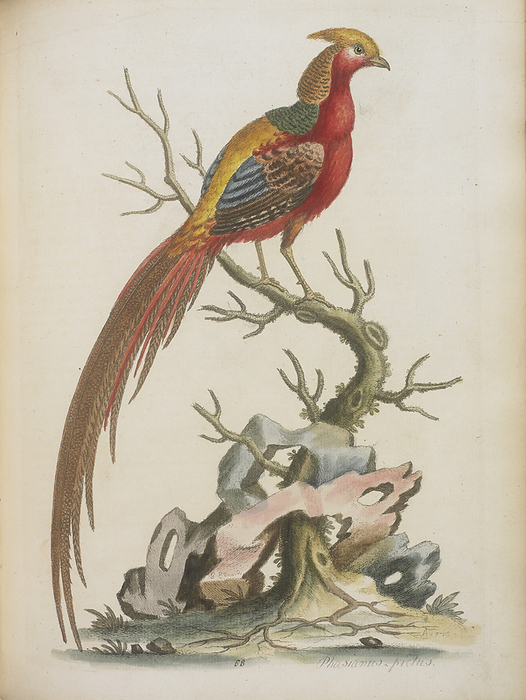Pheasant The painted pheasant from China. Image taken from A natural history of uncommon birds, and of some other rare and undescribed animals To which is added a general idea of drawing and painting in water colours  with instructions for etching on copper with Aqua Fortis: likewise some thoughts on the passage of birds, etc. Originally published in London, 1743 51.