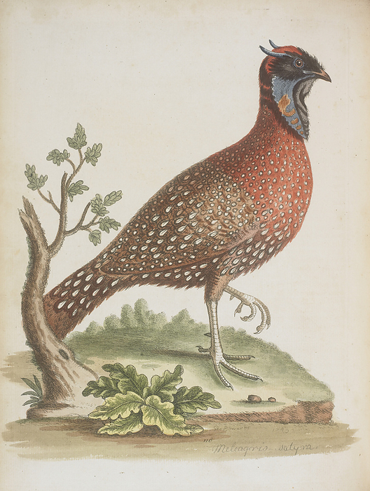 Pheasant The horned indian pheasant. Image taken from A natural history of uncommon birds, and of some other rare and undescribed animals To which is added a general idea of drawing and painting in water colours  with instructions for etching on copper with Aqua Fortis: likewise some thoughts on the passage of birds, etc. Originally published in London, 1743 51.