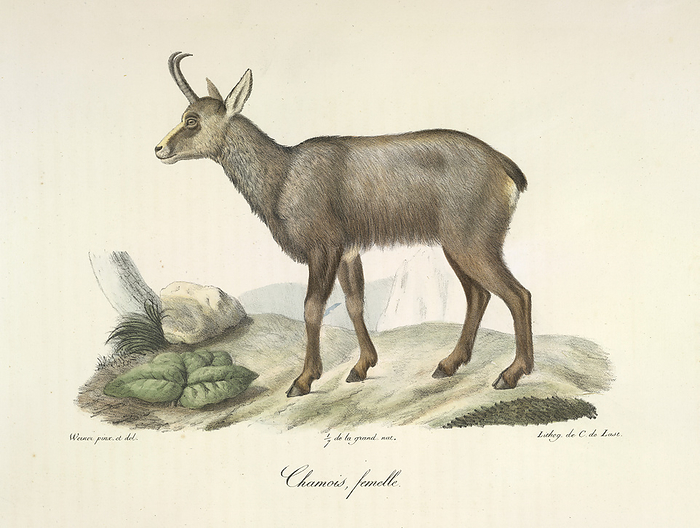 A chamois goat antelope A chamois goat antelope. Author Etienne Geoffroy Saint Hilaire, Illustrated by C de Last Werner.