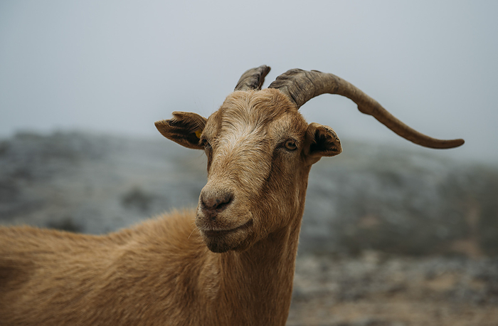 Mountain goat from Asturias Spain.