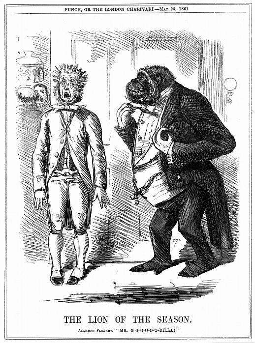 The World s Greatest Man Charles Darwin  Date unknown   The Lion of the Season : John Leach cartoon from Punch London 25 May 1861, while controversy over Darwin s Origin of Species was raging. Engraving