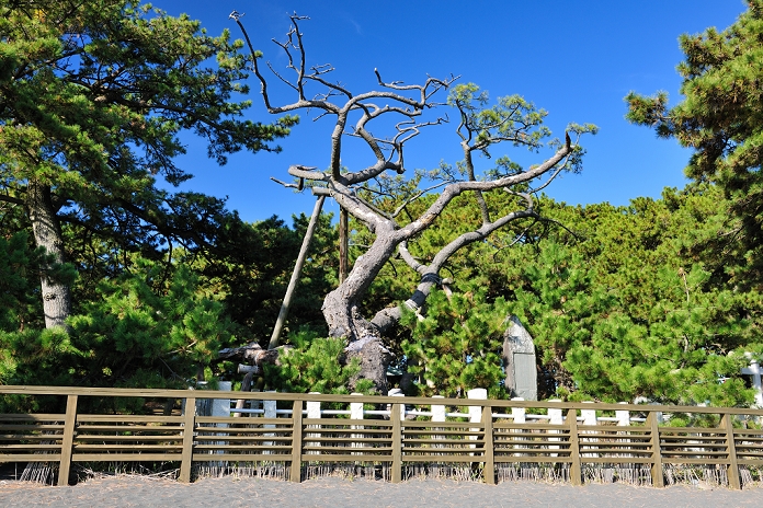 Hagoromo pine tree, Shizuoka Prefecture