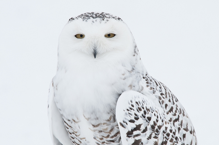 Snowy Owl standing on snow, Saint-Barthelemy, Quebec, Canada, Winter