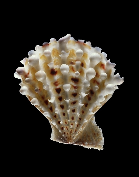 Scallop shell Scallop shell. Shell of a Caribachlamys pellucens scallop. This species of marine bivalve mollusc is found off the coast of Florida, USA. This specimen measures 33mm long.