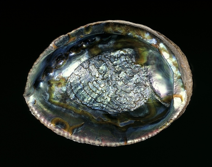 Green abalone sea snail shell Green abalone sea snail shell. Interior of the shell of a green abalone  Haliotis fulgens , showing the iridescent lining. This species of marine gastropod mollusc is endemic to the waters off the coast of southern California, USA. This specimen measures 185mm long.
