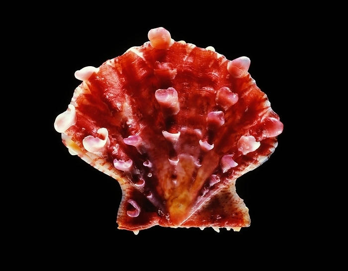 Scallop shell Scallop shell. Shell of a scallop  Mirapecten mirificus . This species of marine bivalve mollusc is found in the Indo Pacific. This specimen measures 37mm across.