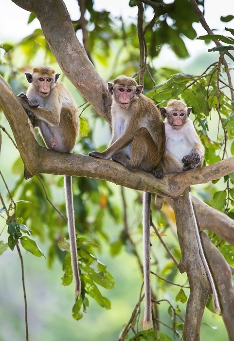 Toque macaque family group Toque macaque  Macaca sinica  family group at rest in a tree. This Old World monkey is endemic to Sri Lanka where it lives in troops of around 20 individuals. Males can weigh up to 5.5 kilograms and have a combined body and tail length of over 110 centimetres. They inhabit areas near rivers, streams and lakes and feed on fruits, flowers and insects. Photographed in Polonnaruwa, Sri Lanka.