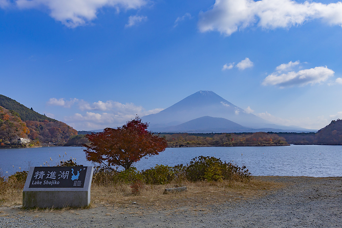 Yamanashi Fuji and Lake Shojiko in Autumn Foliage