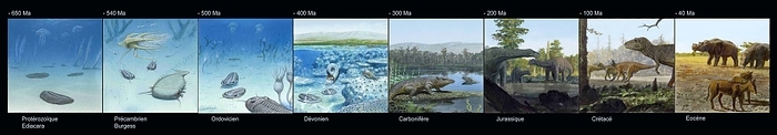 Evolution of life on Earth, artwork Evolution of life on Earth. Sequence of artworks showing the timeline of the evolution of life on Earth, first in the sea and then on land, from the Proterozoic  650 million years ago  to the Eocene  40 million years ago . From left, the periods and fauna shown are: the Ediacaran  sessile invertebrates: Dickinsonia , the Cambrian  Burgess Shale arthropods: Marrella , the Ordovician  trilobites , the Devonian  ammonites , the Carboniferous  the first terrestrial land animals and tetrapods , the Jurassic  sauropod dinosaurs , the Cretaceous  theropod and ornithischian dinosaurs , and the Eocene  mammals such as horses and Diprotodon .