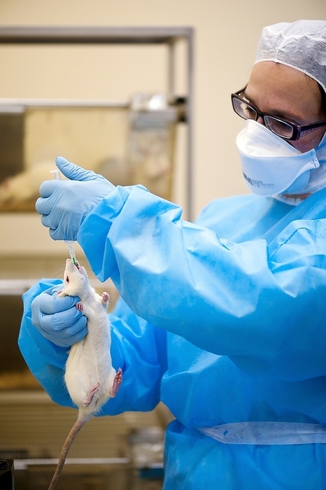 Mouse experiment Mouse experimet. Researcher feeding a laboratory mouse  Mus musculus  during toxicology research. Mice are widely used as laboratory animals because of their close genetic and physiological similarities to humans.