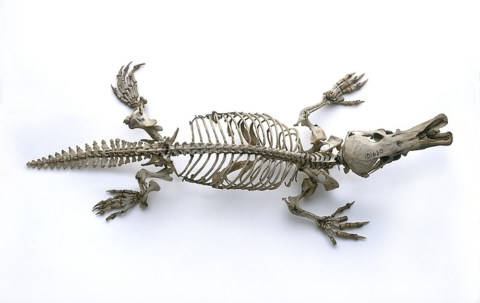 Skeleton of Duck billed platypus Skeleton of Duck billed platypus  Ornithorhynchus anatinus , view from above.