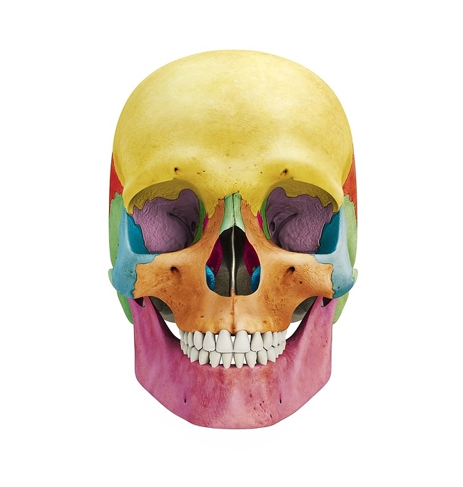 Human skull, artwork Human skull. Artwork of a human skull, with the bones colour coded. The cranial bones are the frontal bone  yellow , the parietal bones  dark orange, partially seen , the occipital bone  at rear of skull, not visible here , the temporal bones  green, left and right , the sphenoid bone  pink, at rear of eye sockets , and the ethmoid bone  green, inner side of each eye socket . The facial bones are the mandible  pink, lower centre , the maxilla  orange, centre , the nasal bone  green, above nasal cavity , the zygomatic arches, blue, left and right , the lacrimal bones  purple, inner side of each eye socket , and the nasal concha  blue and purple, in nasal cavity .