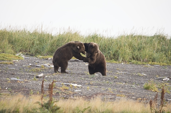 Brown bears playfighting, Alaska, USA Brown bear  Ursus arctos  males playfighting in Alaska, USA. Brown bears in North America are also called grizzly bears. In Alaska, they can grow to 2 3 metres tall and can weigh over 700 kilograms. They are mainly vegetarian and feed on a wide variety of plants, but they will also eat meat when available, both by hunting and by scavenging for carrion. Brown bears are mainly solitary animals, foraging in mountains and river valleys in Eurasia and north western North America. Photographed in Katmai National Park, Alaska, USA.