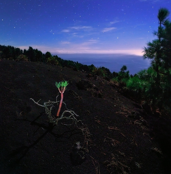Euphorbia balsamifera under night sky Balsam  Euphorbia balsamifera  under night sky. This plant is growing in volcanic ash and soil. It originated in the Arabian peninsula. Oil from the plant is used to make medicines and perfumes. Photographed on La Palma, Canary Islands.